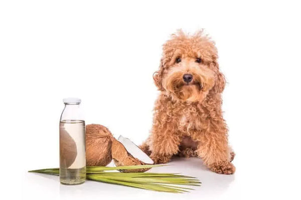 Coconut Oil is Paw-some!